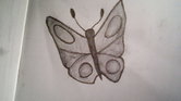 Butterfly Butterfly