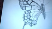 Swallowtail butterfly... Swallowtail butterfly...