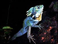 Lagarto Hypsilurus boydii (Foto: Stephen E Williams)