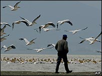 A Turquia teme que aves migratórias possam trazer novos casos de gripe aviária 