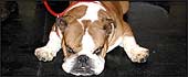 Crufts 2004