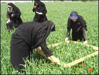 İranlı kadın tarım işçileri