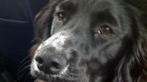 Smiling dog