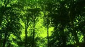 Green trees Green trees