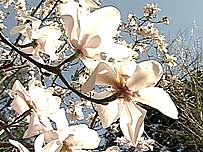 Flowers at Treseder