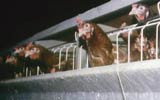 Battery hens