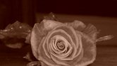My rose
