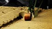 ploughshare in sand