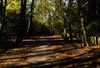 Woodland