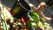 Harvest table
