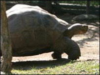 Harriet the tortoise