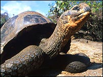 Tartaruga de Galápagos