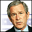 Bush