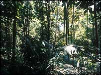 Floresta Amazônica