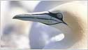 Gannet c/o RSPB Image and Andy Hay