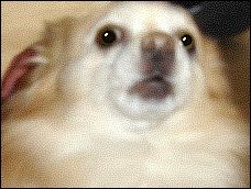barking dog