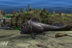 A Placoderm