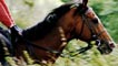 racehorse