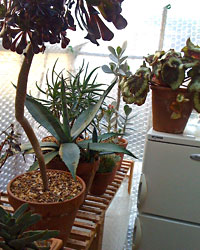 greenhouse plants