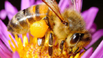 Bees