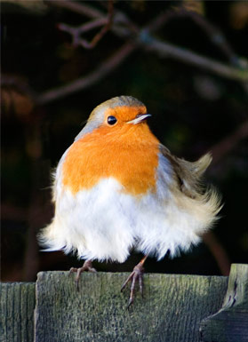badhairday.jpg