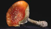Fungus