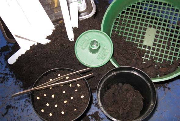 The kit for seed sowing - pots, growing medium, tweezers, sieve, labels
