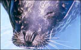 Seal