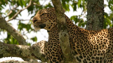 A leopard A leopard