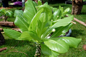 hawaiin_palm.jpg