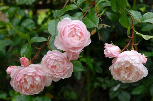 rose.jpg