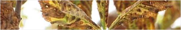 Leaves showing damage