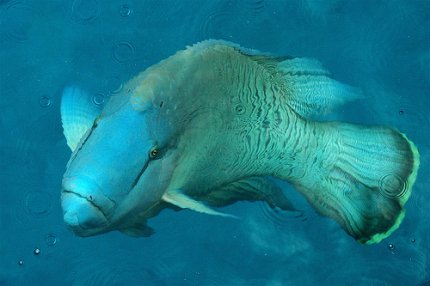 fish.jpg