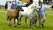 Islay of Whitefield being shown in the main ring with her foal.