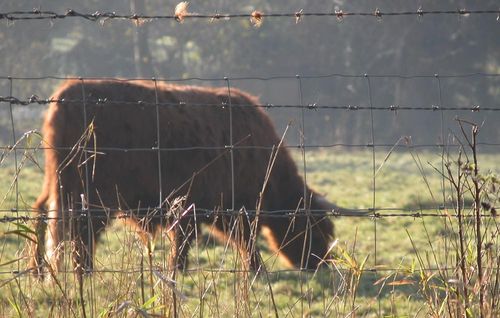 cow1000.jpg