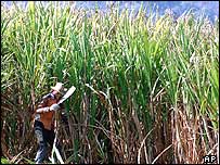 Plantação de açúcar