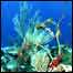 Imagem submarina no atol no Caribe