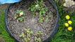 Strawberry plants