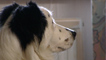 collie