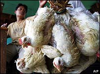 Comércio de aves em Jacarta