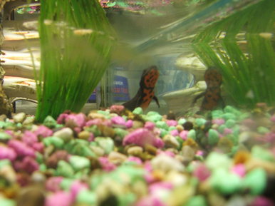 Newt photo