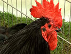 'Scottish Dumpy' hen
