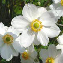 Anemone