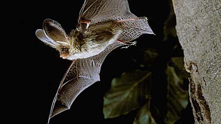 Bat