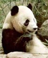 giant panda