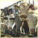 Farm cows