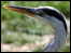 Heron
