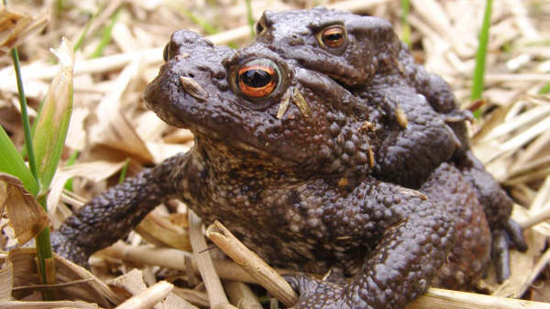 Toads