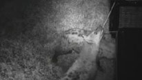 Hyena pulling on a cable