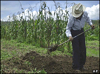 Agricultor trabalha na terra